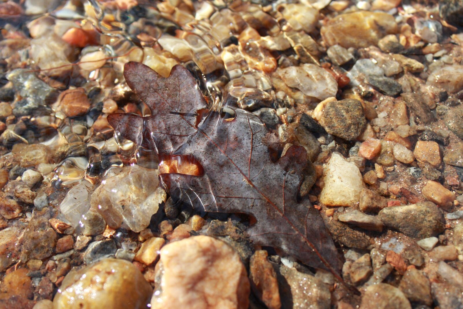 Canon EOS 600D (Rebel EOS T3i / EOS Kiss X5) sample photo. Brown, autumn, water photography