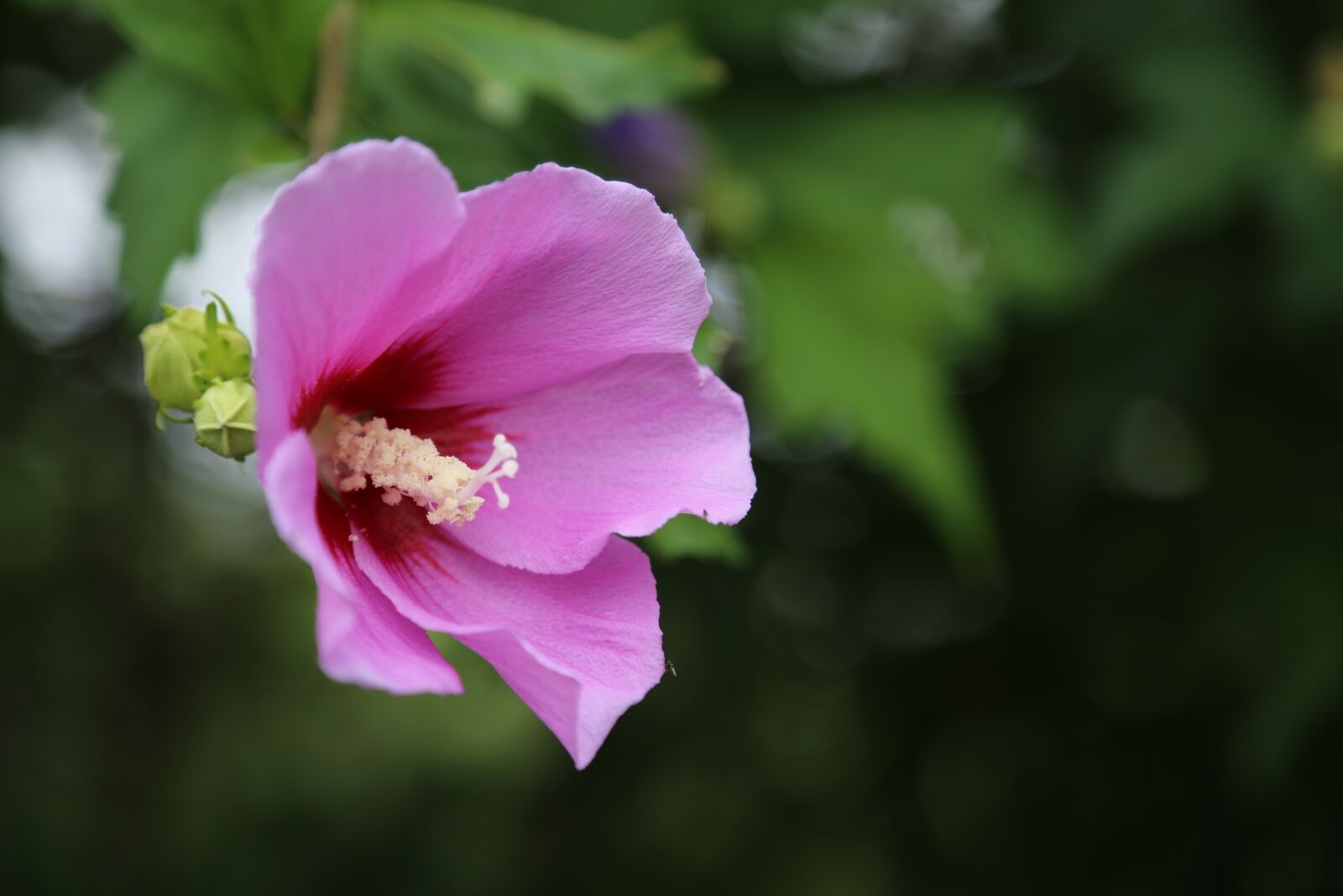 Canon EOS 6D + Canon EF 24-105mm F4L IS USM sample photo. Rose of sharon, flowers photography