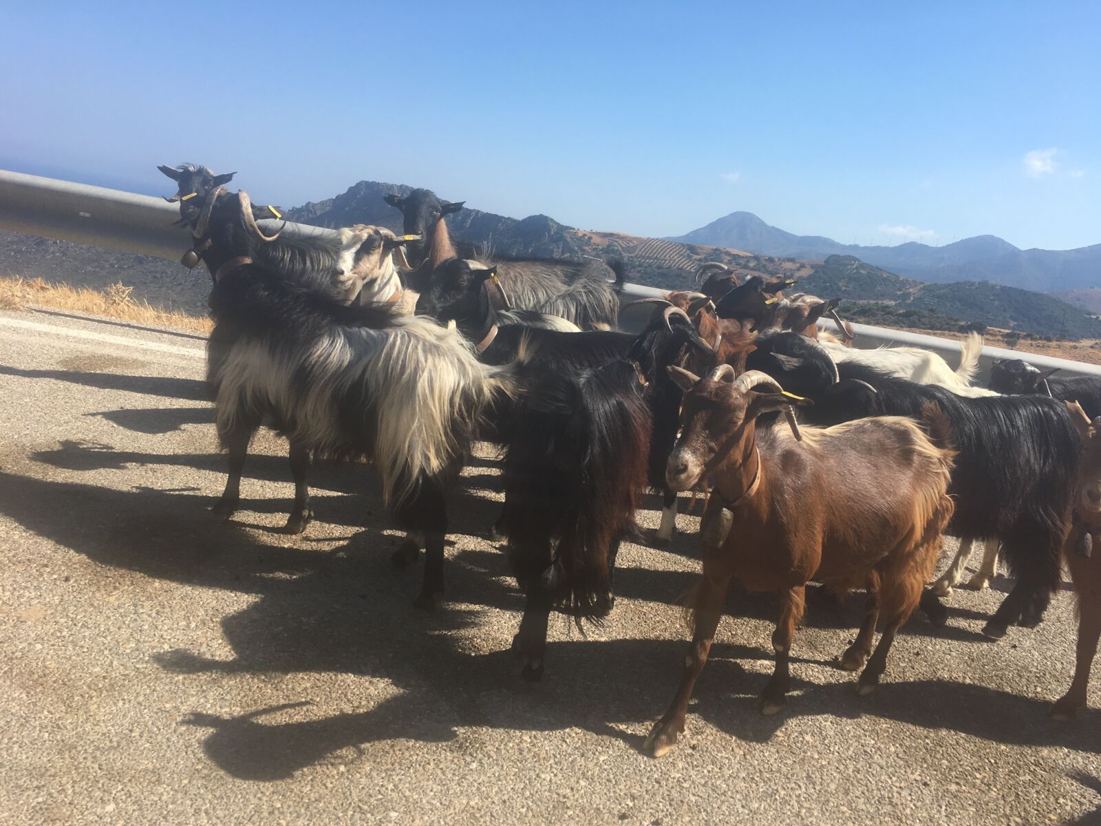 Apple iPhone 6s sample photo. Crete, goats, animals photography
