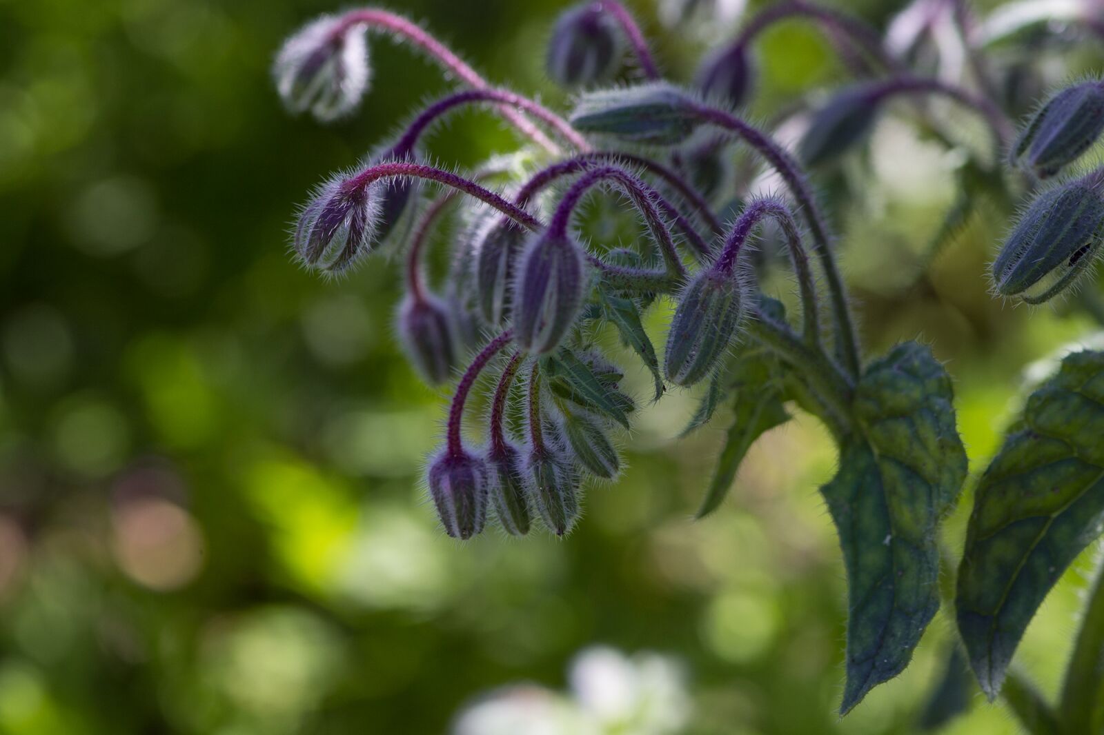 Nikon D7100 sample photo. Borage, kukumerkraut, cucumber herb photography