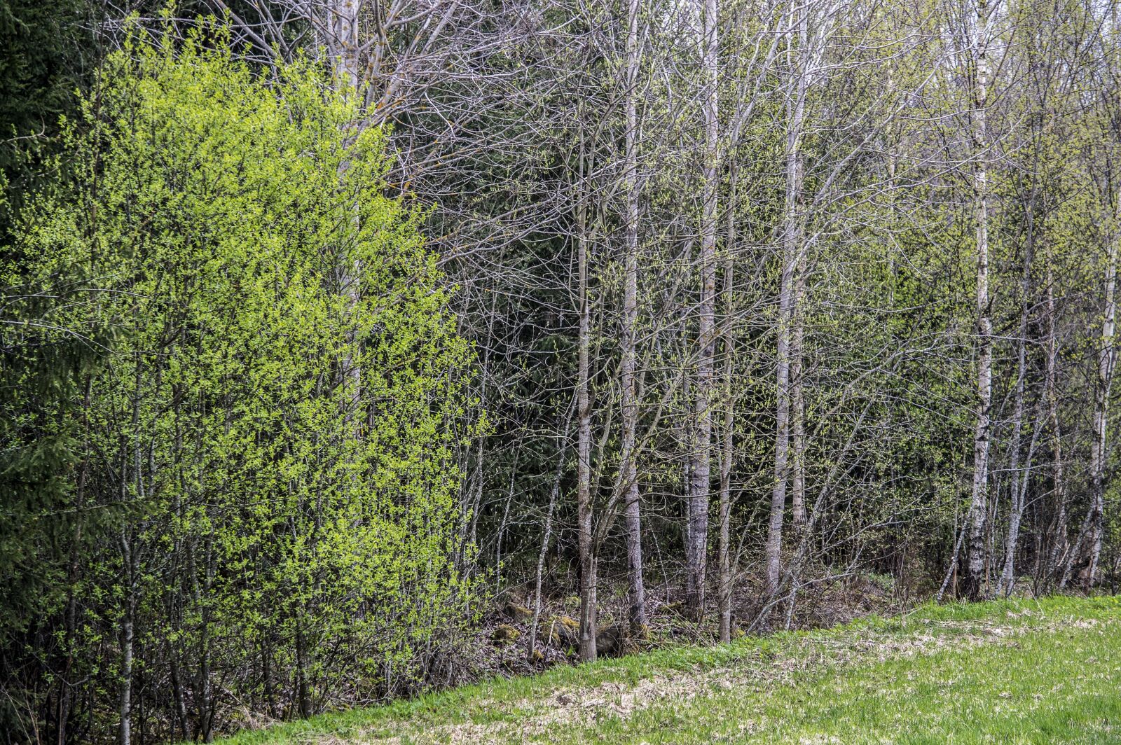 Nikon D3200 sample photo. Green, trees, spring photography
