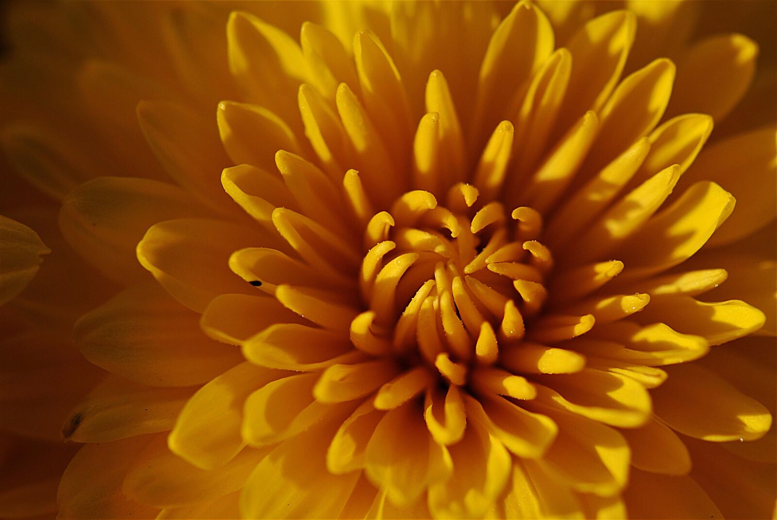 Nikon D80 sample photo. Chrysanthemums, macro, yellow photography