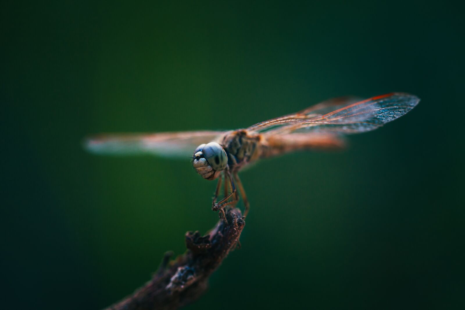 Canon EOS 5D Mark II + Canon EF 100mm F2.8 Macro USM sample photo. Dragonflies, insects, close-up photography
