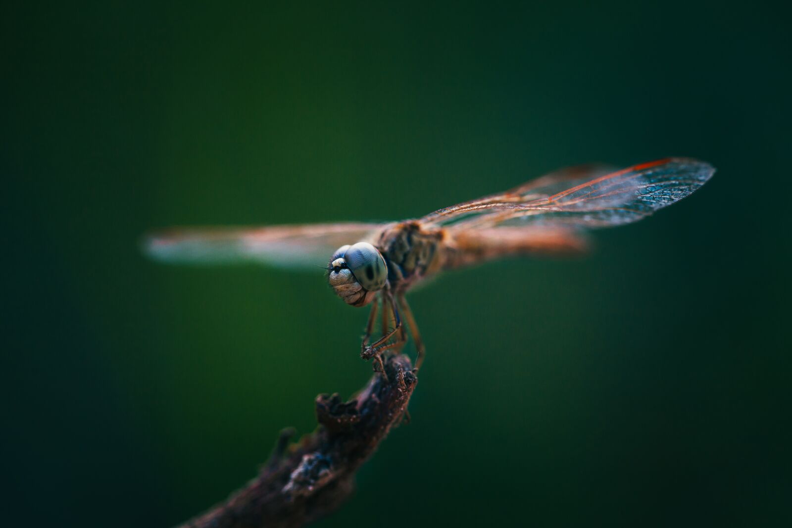 Canon EF 100mm F2.8 Macro USM sample photo. Dragonflies, insects, close-up photography