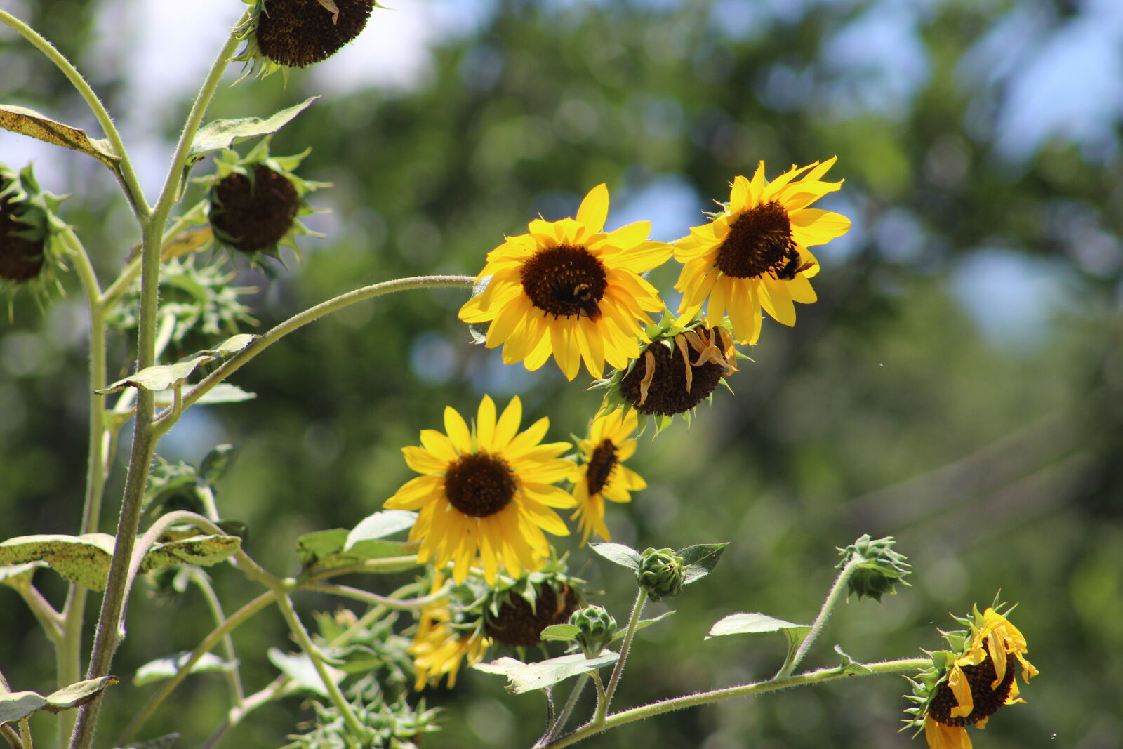 Canon EF 75-300mm f/4-5.6 sample photo. Pollination, sunflowers photography