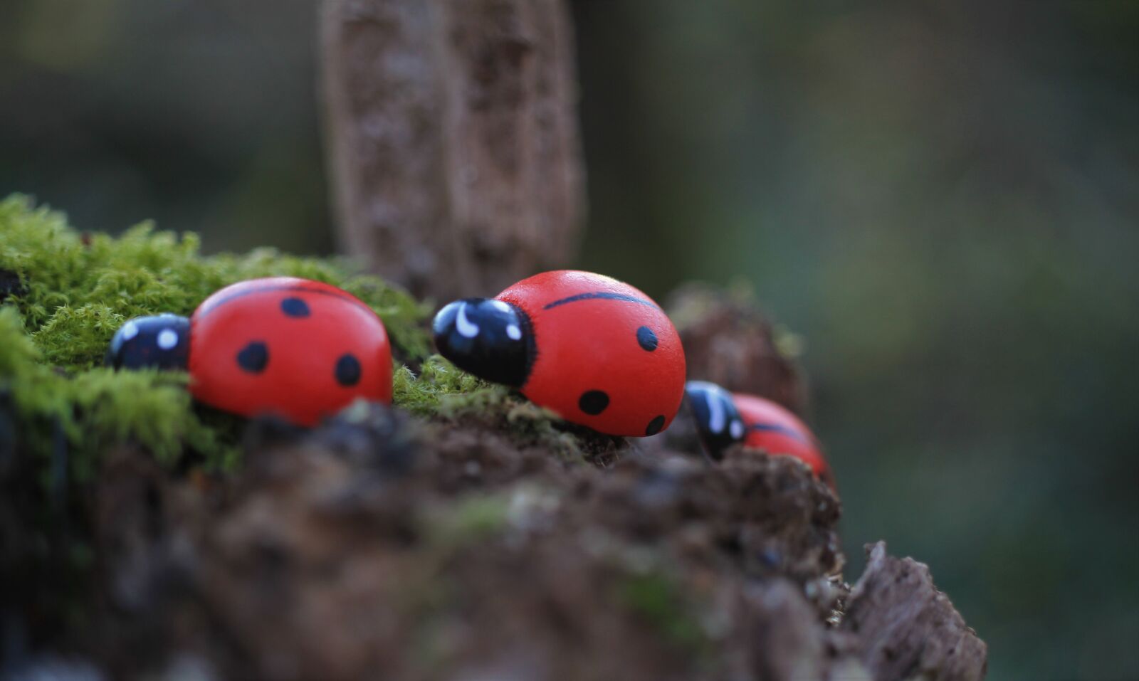 Canon EOS 7D sample photo. Ladybug, figures, beetle photography