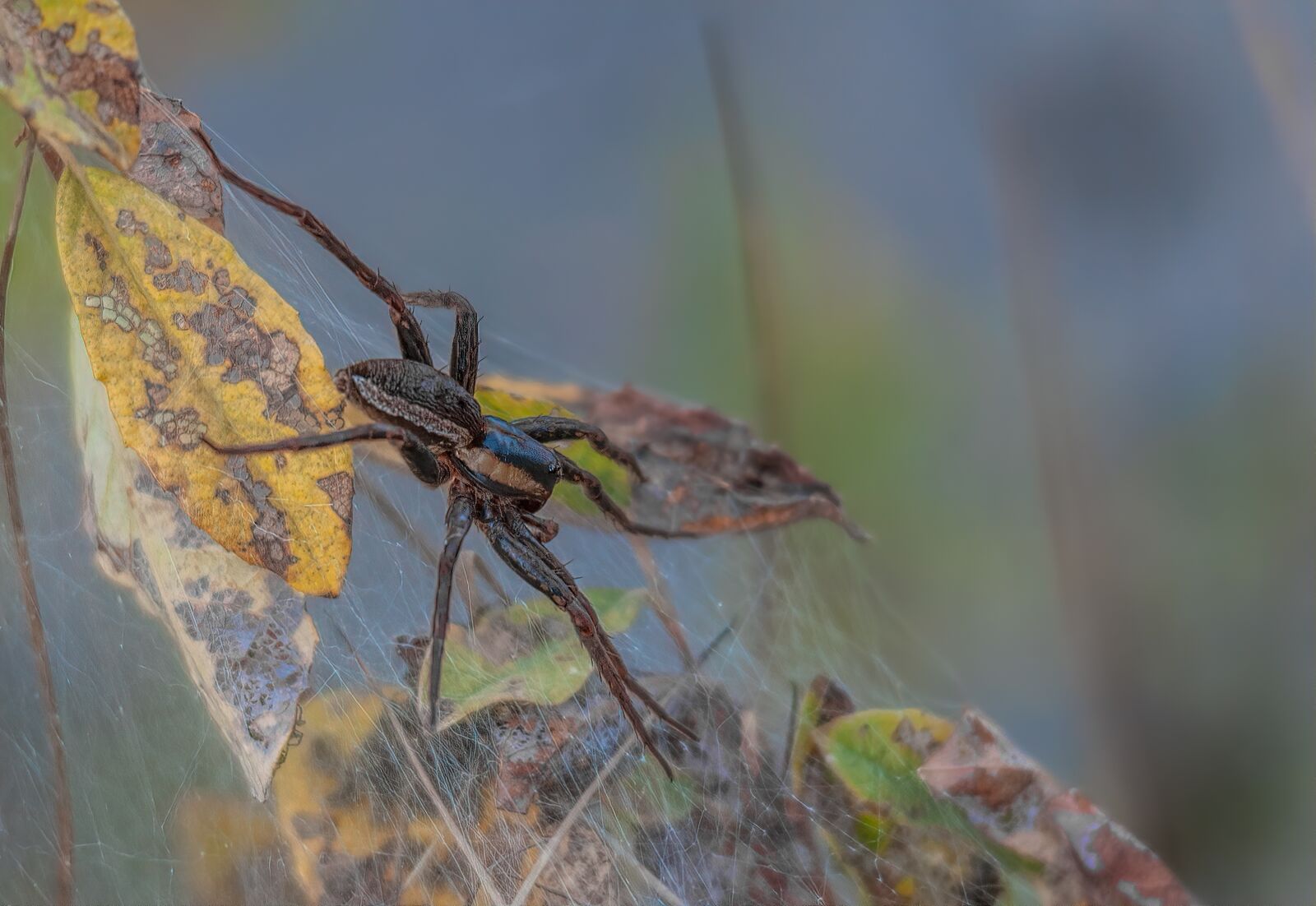 Nikon D90 sample photo. Spider, animal, insects photography
