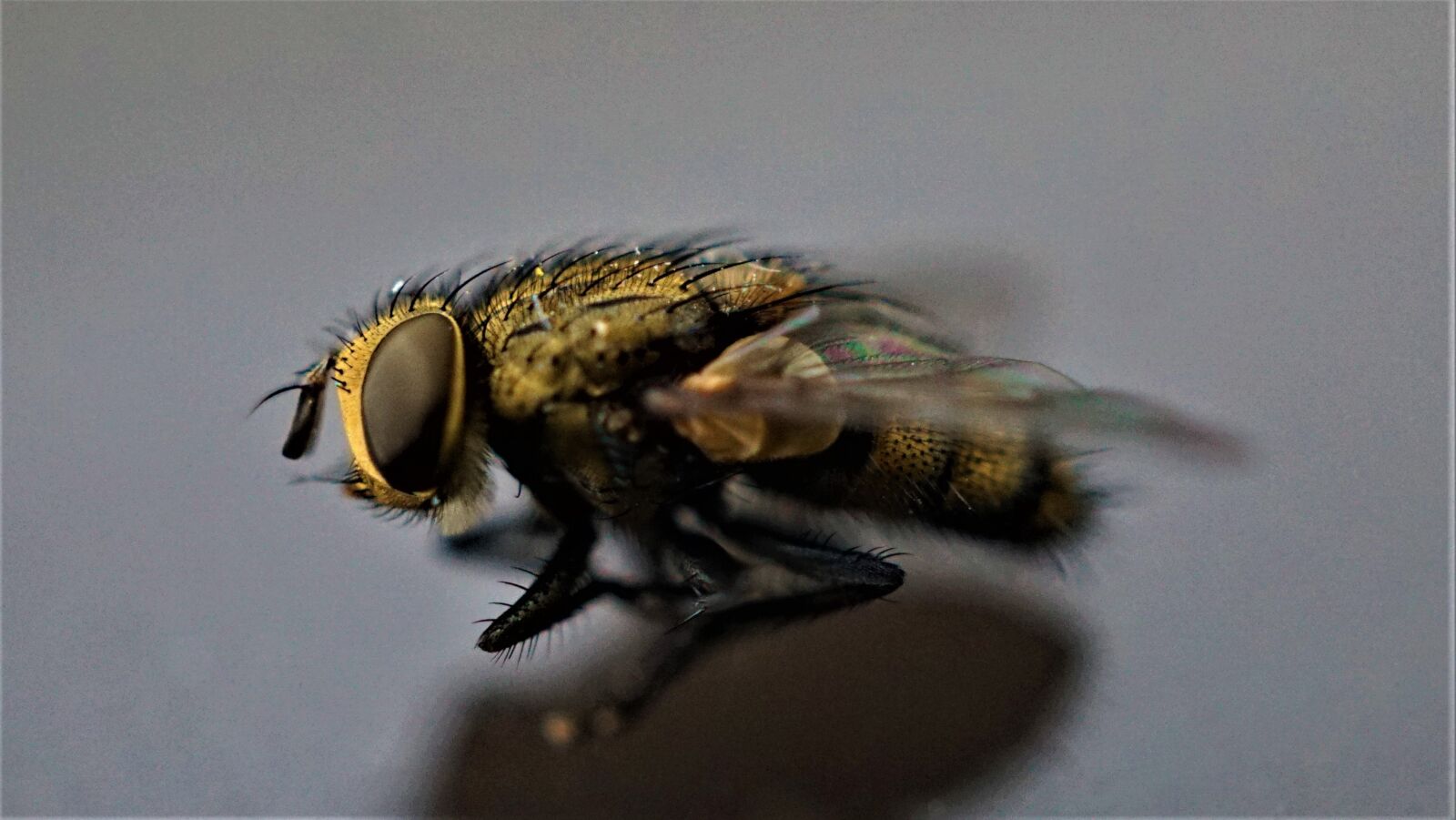 Sony E 30mm F3.5 Macro sample photo. Fly, insect, wing photography