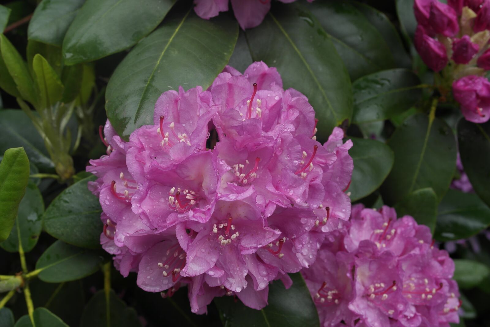 Samsung NX1000 sample photo. Flower, pink, green photography