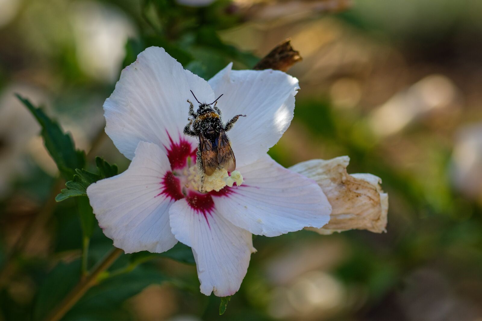 Nikon D7200 sample photo. Pollen, hummel, pollination photography
