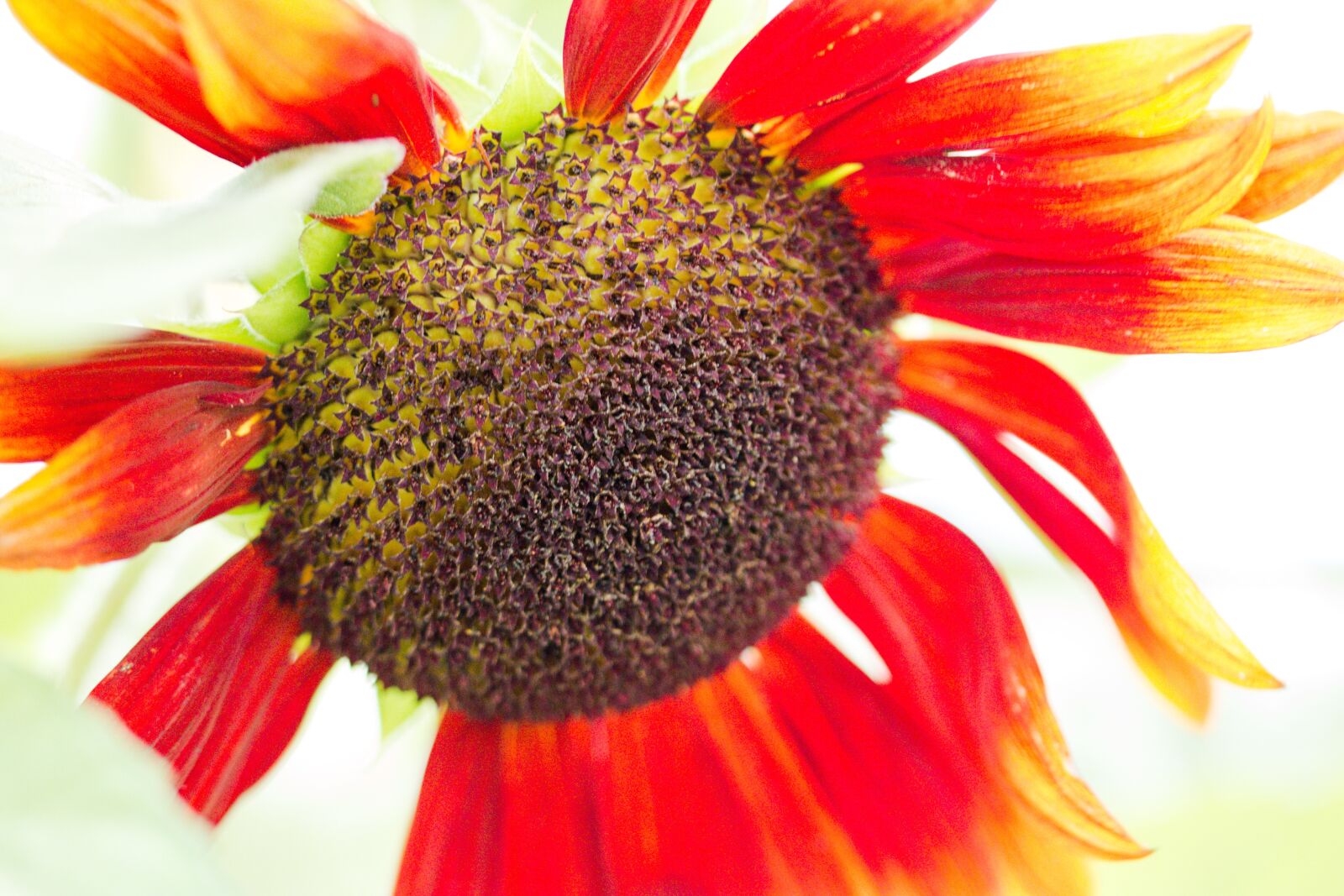 Canon EOS 70D sample photo. Sunflower, helianthus annuus, blossom photography