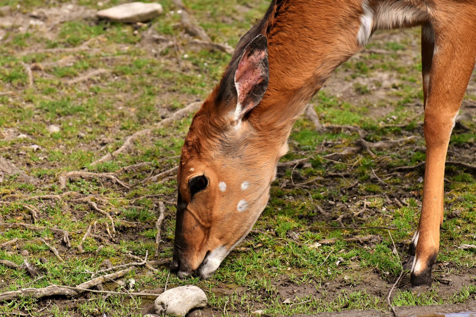 Nikon D7200 sample photo. Tieflandnyala, eat, graze photography