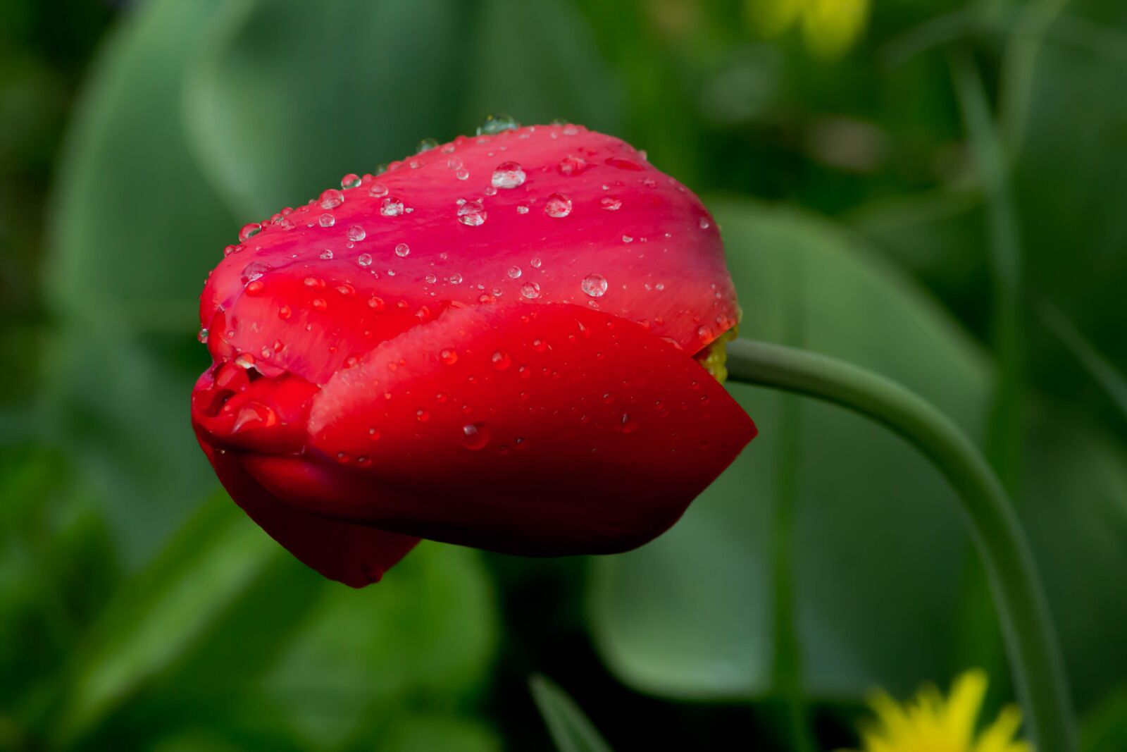 Canon EOS 60D sample photo. Flowers, red tulip, spring photography