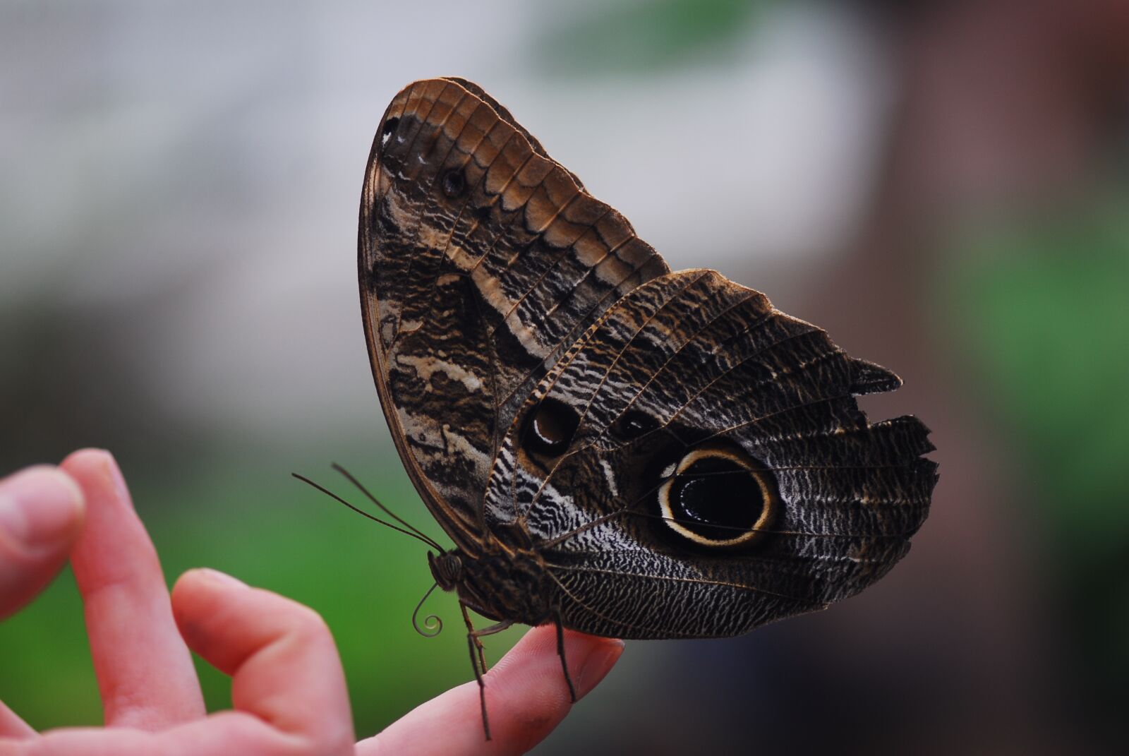 Nikon D200 sample photo. Nature, insect, butterfly photography
