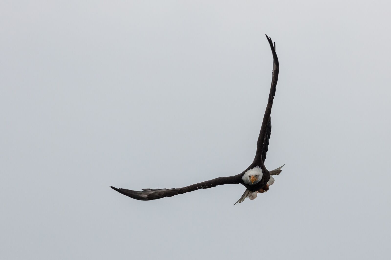 Canon EOS 5DS + Canon EF 100-400mm F4.5-5.6L IS II USM sample photo. Eagle, bald, flying photography