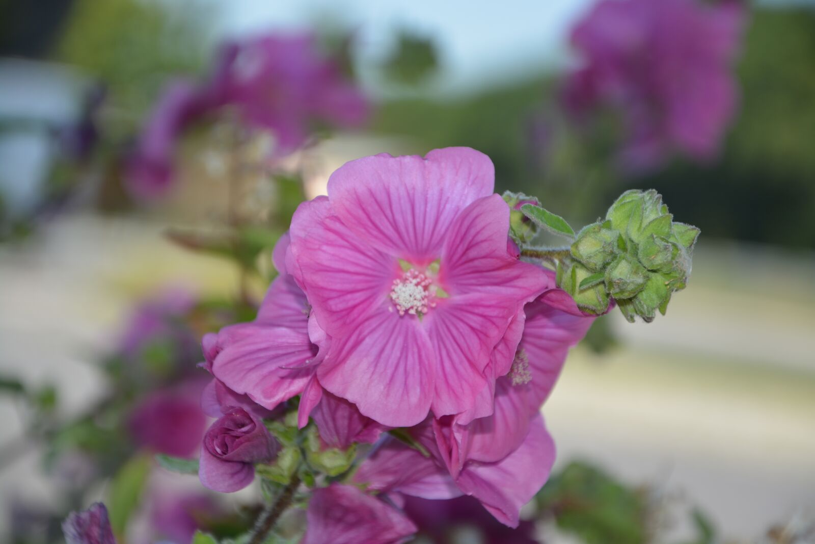 Nikon D5200 sample photo. Flowers, pink, nature photography