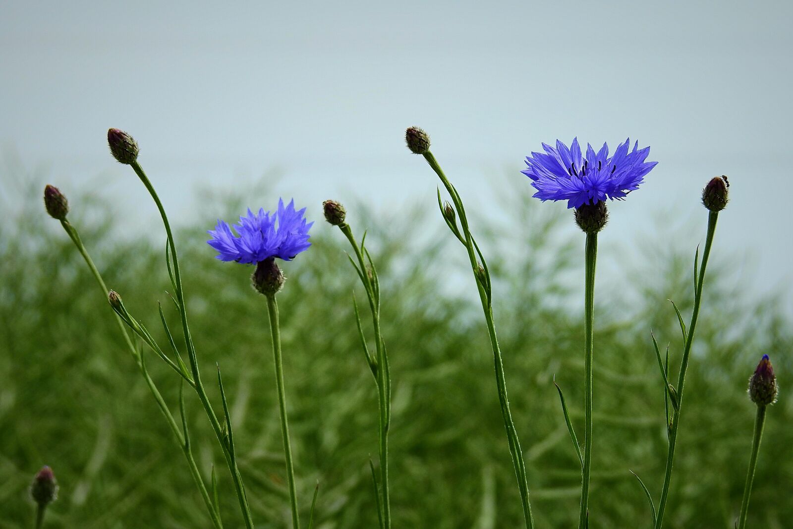 Nikon Coolpix P900 sample photo. Cornflowers, field, nature photography