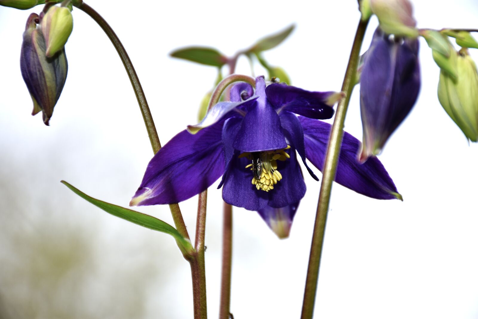 Nikon D7200 sample photo. Aquilegia vulgaris, columbine, flower photography