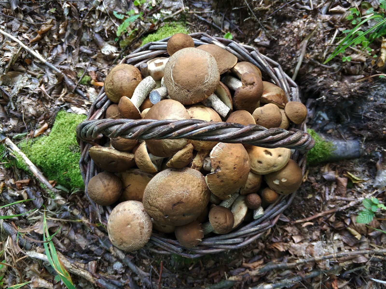 Xiaomi MI6 sample photo. Mushroom, mushrooms, forest photography
