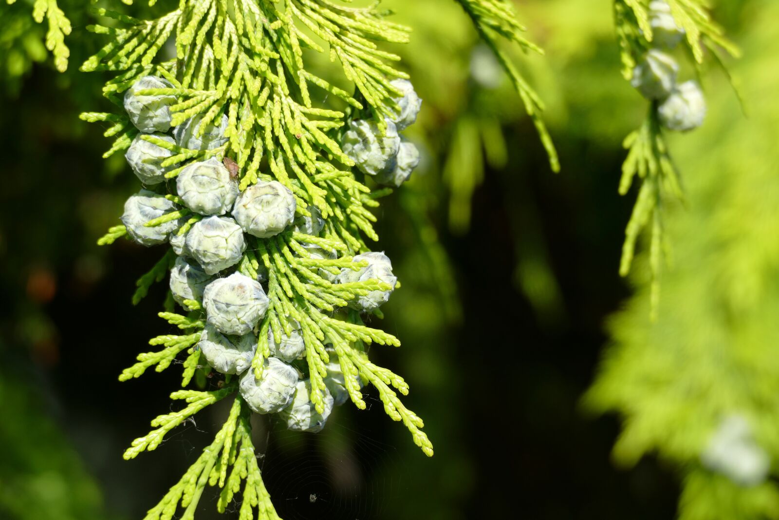 Panasonic Lumix DMC-FZ1000 sample photo. Cypress, branch, tree photography
