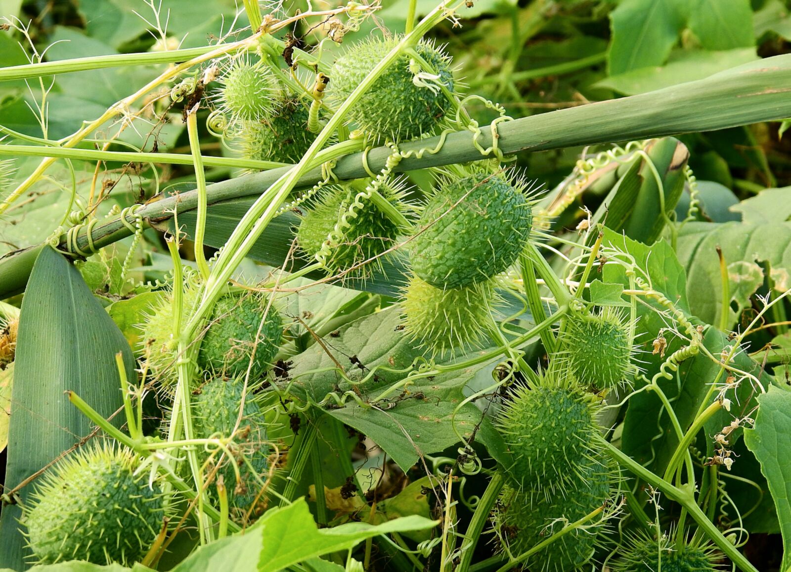 Nikon Coolpix P900 sample photo. Wild cucumber, nature, plant photography