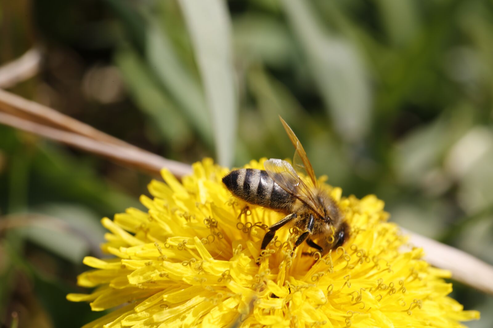 Canon EF 100mm F2.8L Macro IS USM sample photo. Dandelion, bee, flower photography