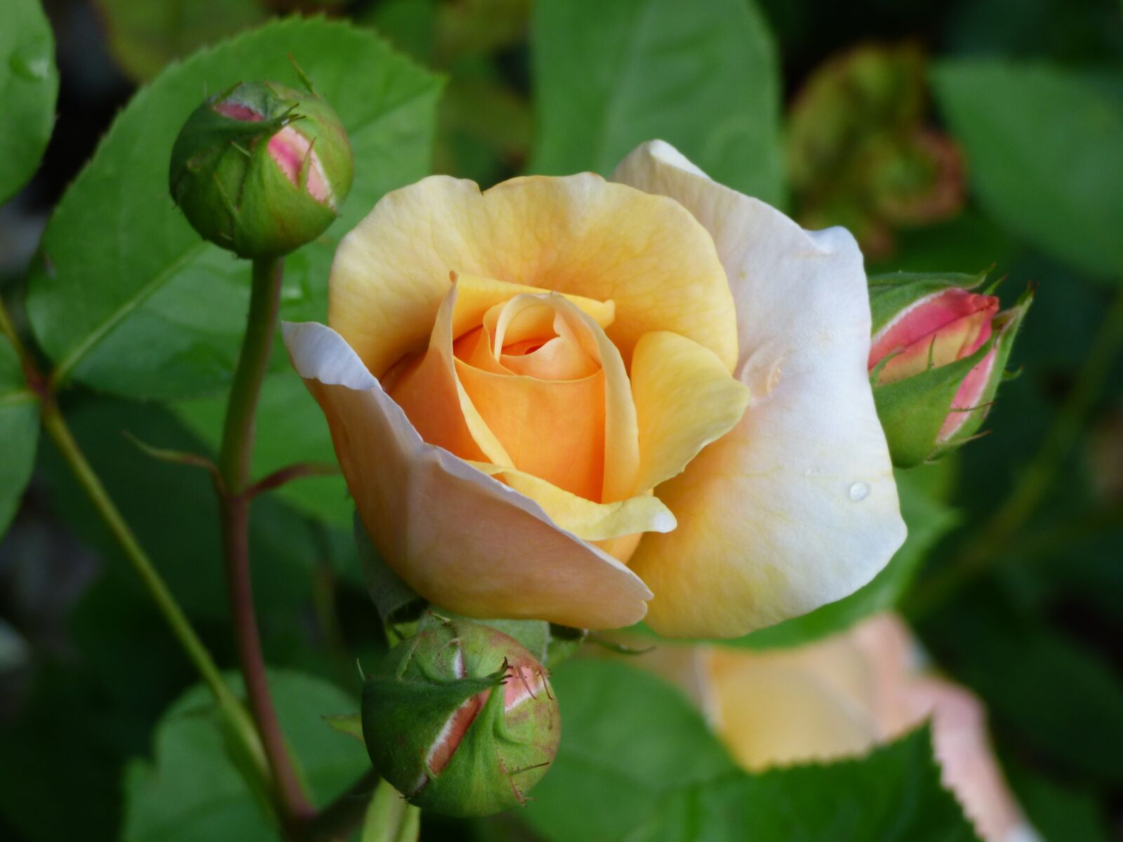 Panasonic DMC-FZ72 sample photo. Rose, nature, bud photography
