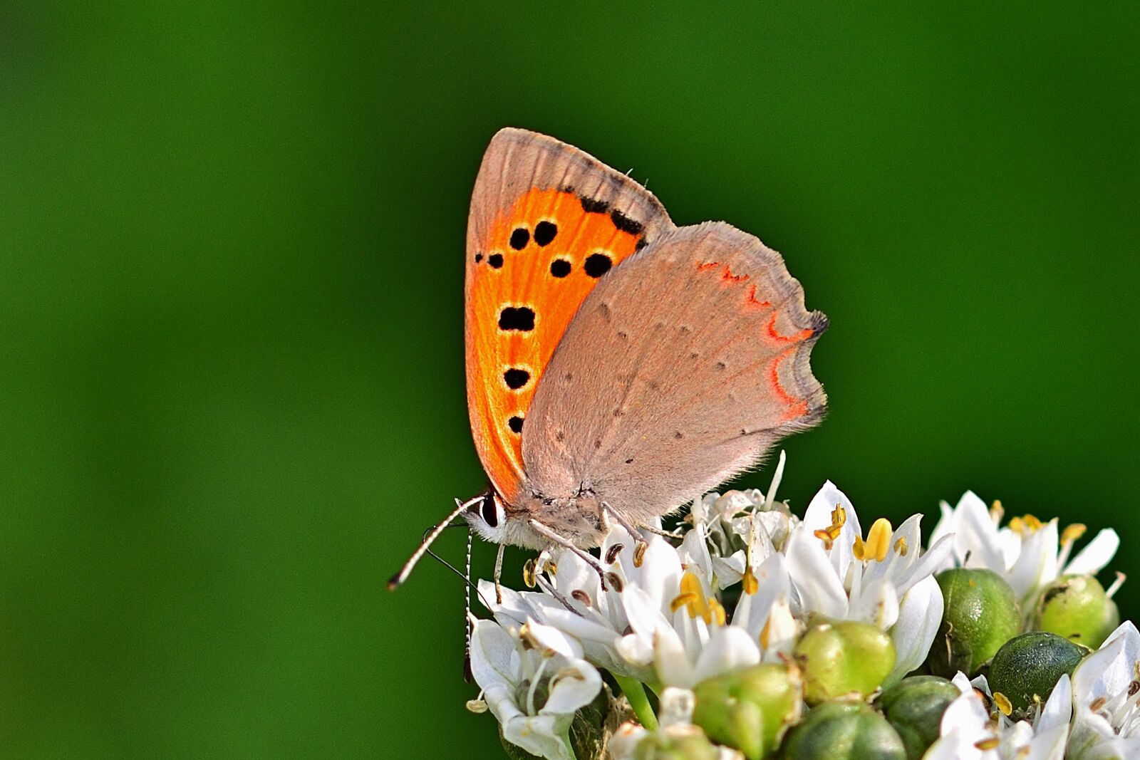 Nikon D5200 sample photo. Butterfly, banghal, close up photography