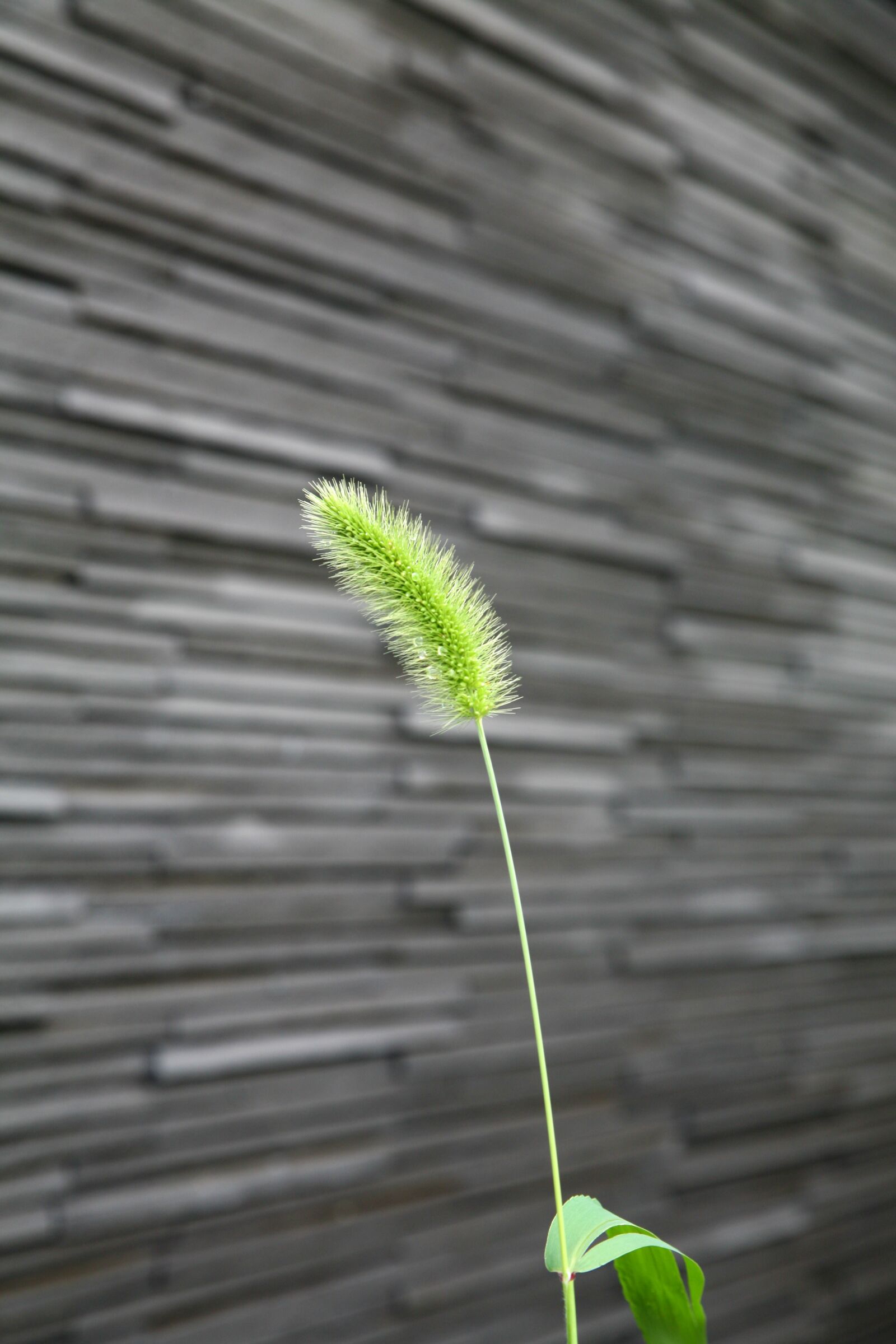 Canon EOS 5D sample photo. Plants, weeds, wall photography