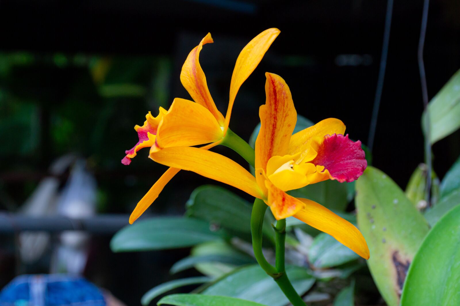 Nikon D3100 sample photo. Macro, sunlight, flower garden photography
