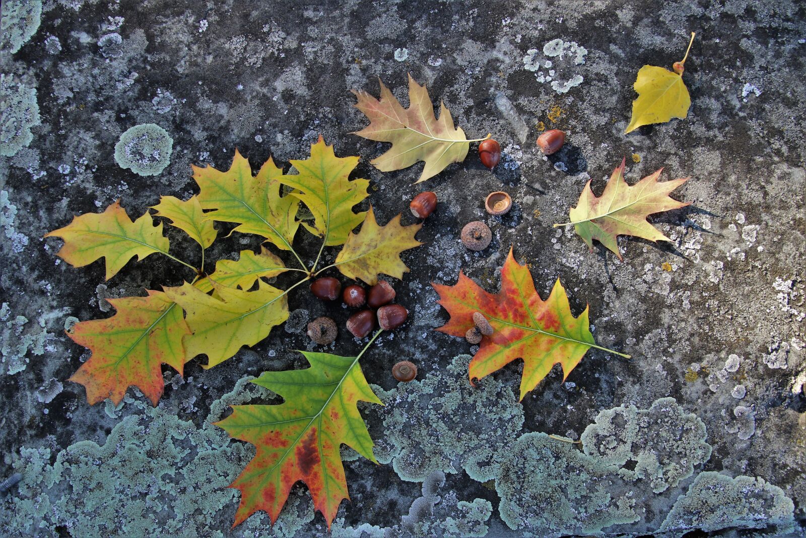 Canon EOS 80D sample photo. Autumn, collapse, foliage photography