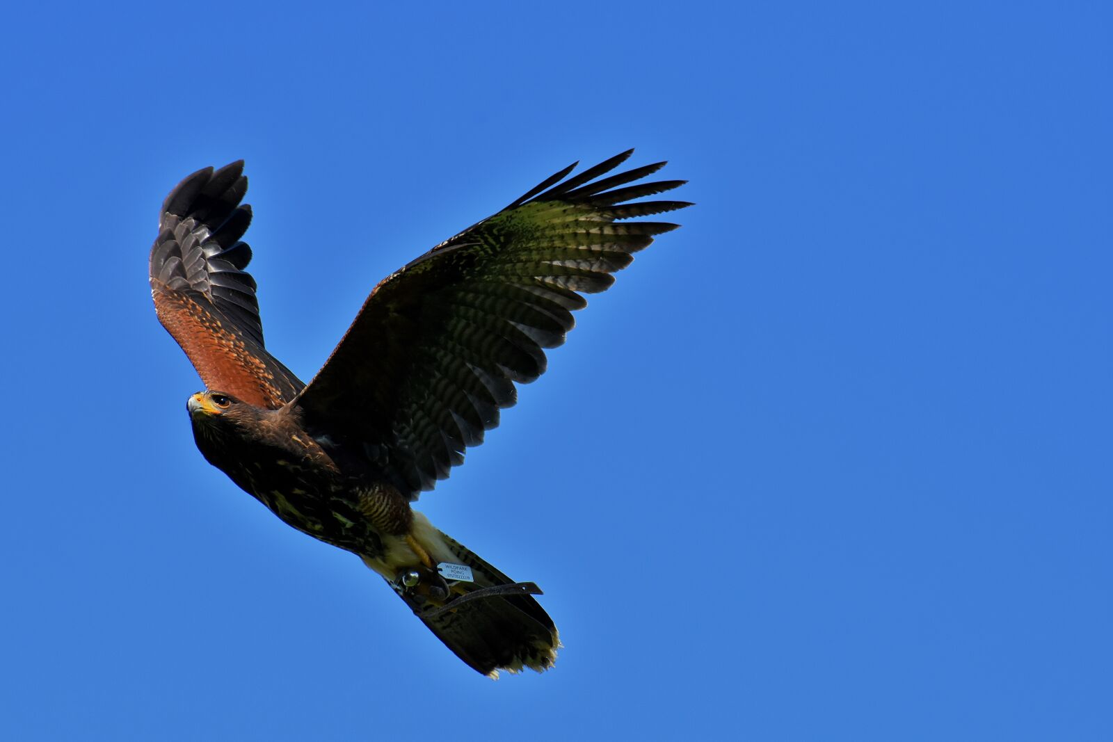 Nikon D7200 sample photo. Adler, raptor, bird of photography