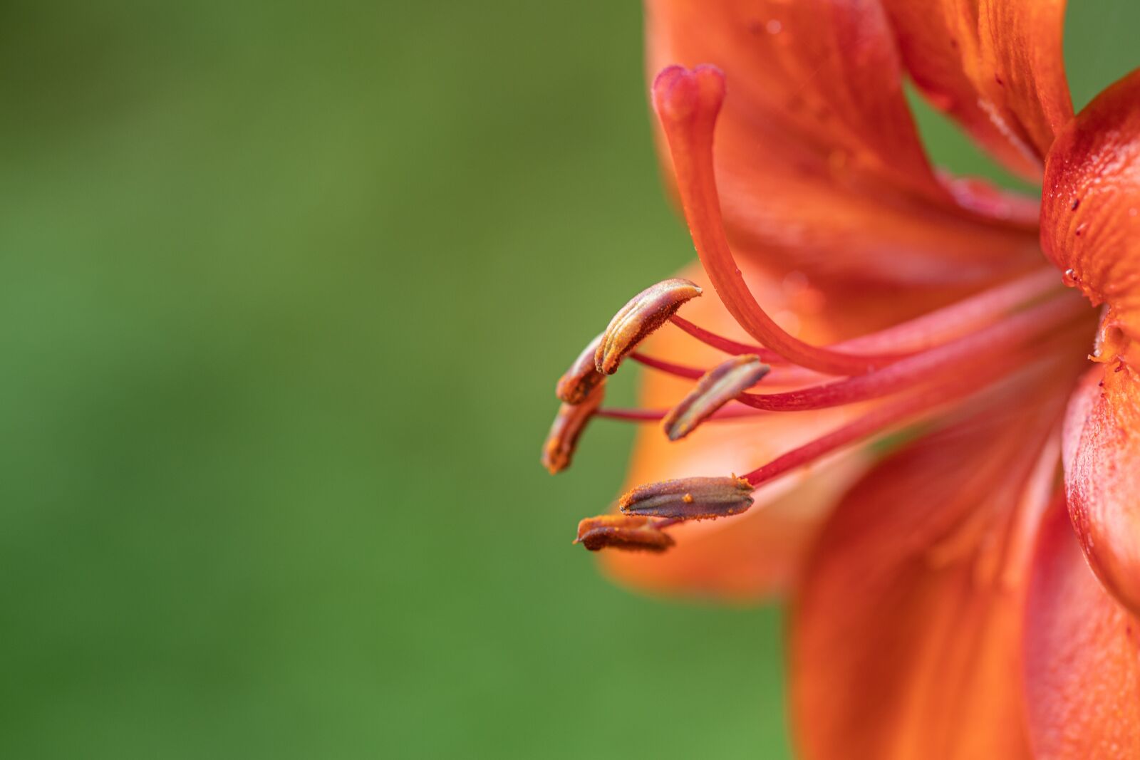 Canon EOS 6D Mark II sample photo. Lily, summer, green photography