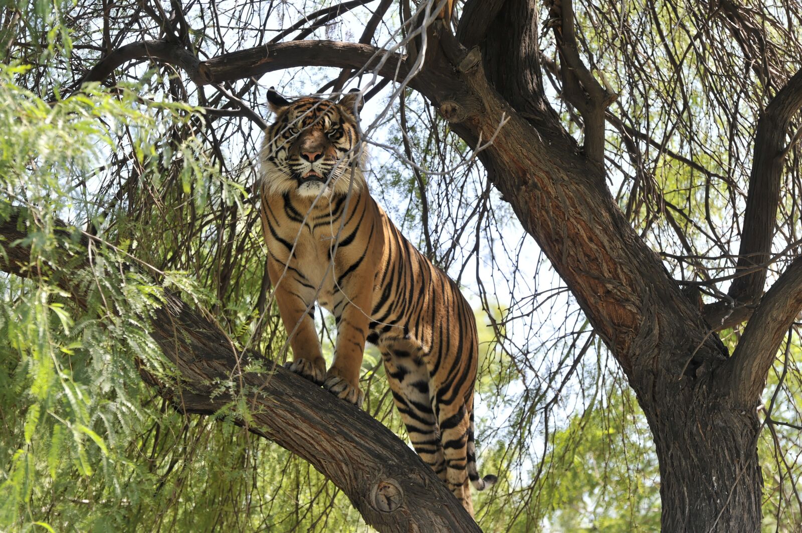 Nikon D300 sample photo. Tiger, animal, mammal photography