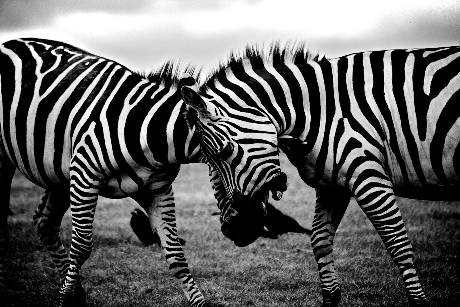 Canon EF 70-300mm F4-5.6 IS USM sample photo. Africa, animals, black, and photography