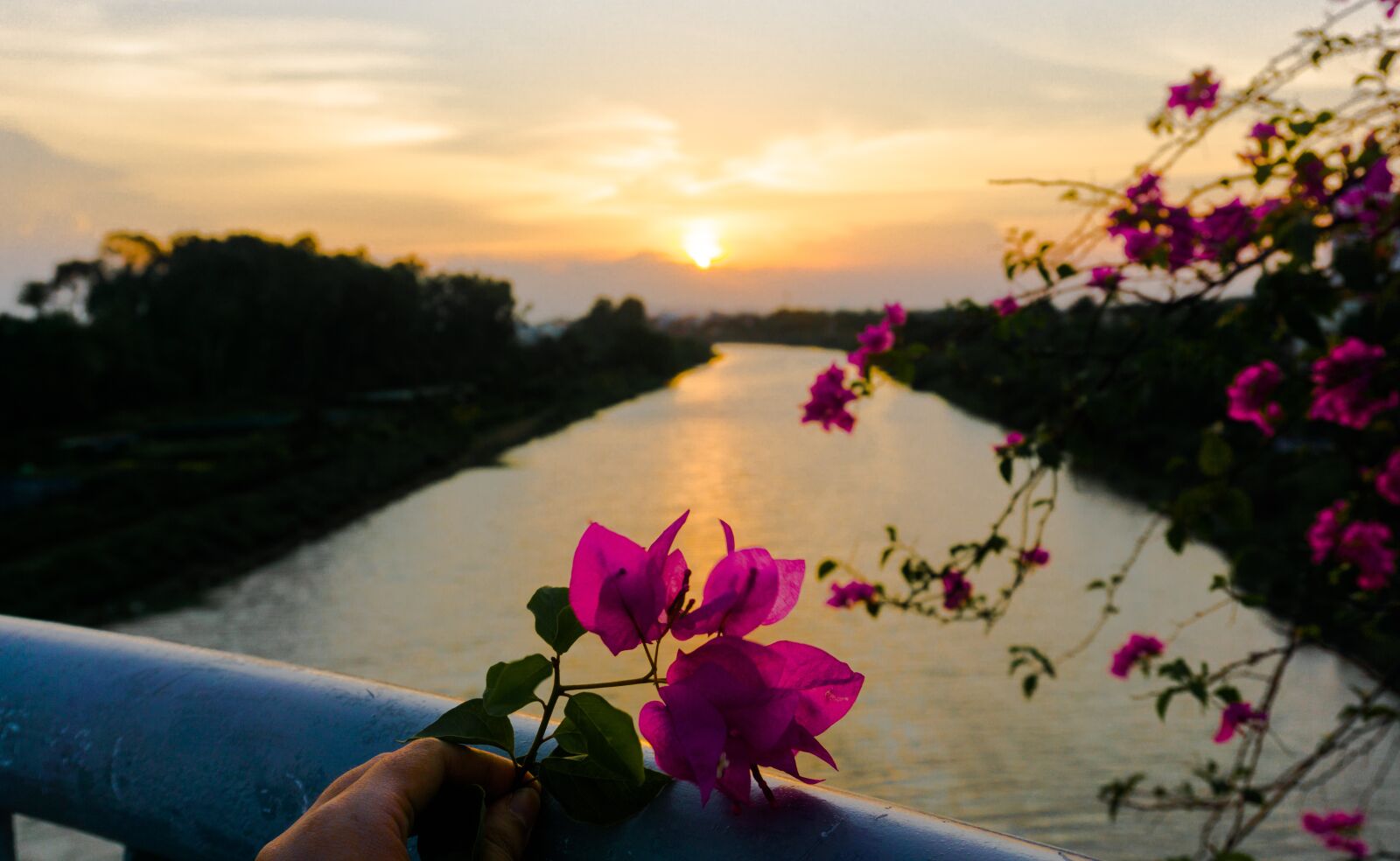 Sony a6000 sample photo. Flower, tree, wave photography