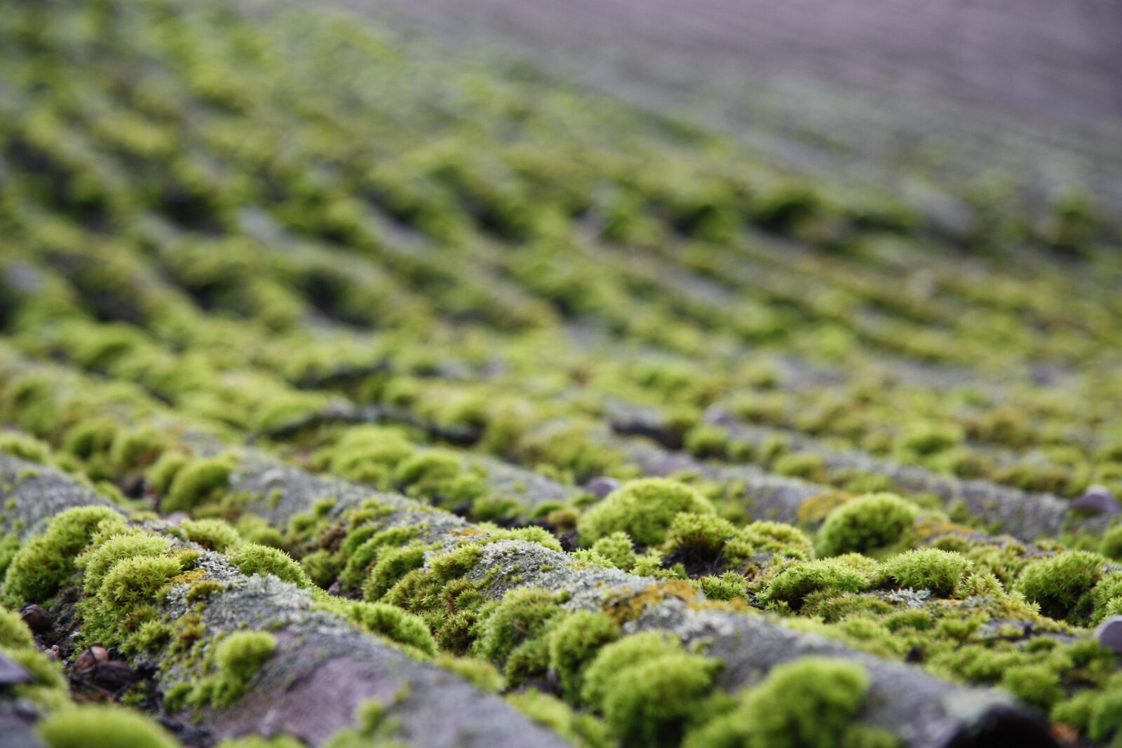 Canon EOS 450D (EOS Rebel XSi / EOS Kiss X2) sample photo. Moss, roof, nature photography
