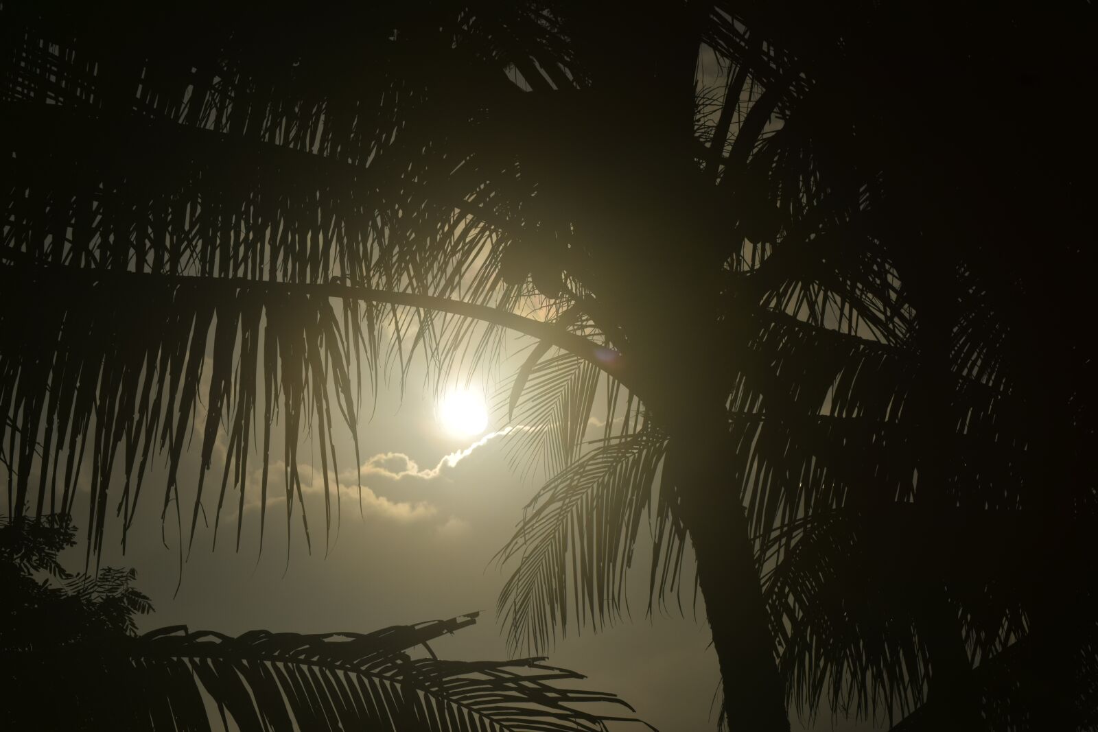 Nikon D3300 sample photo. Sun, leaf, sunrise photography