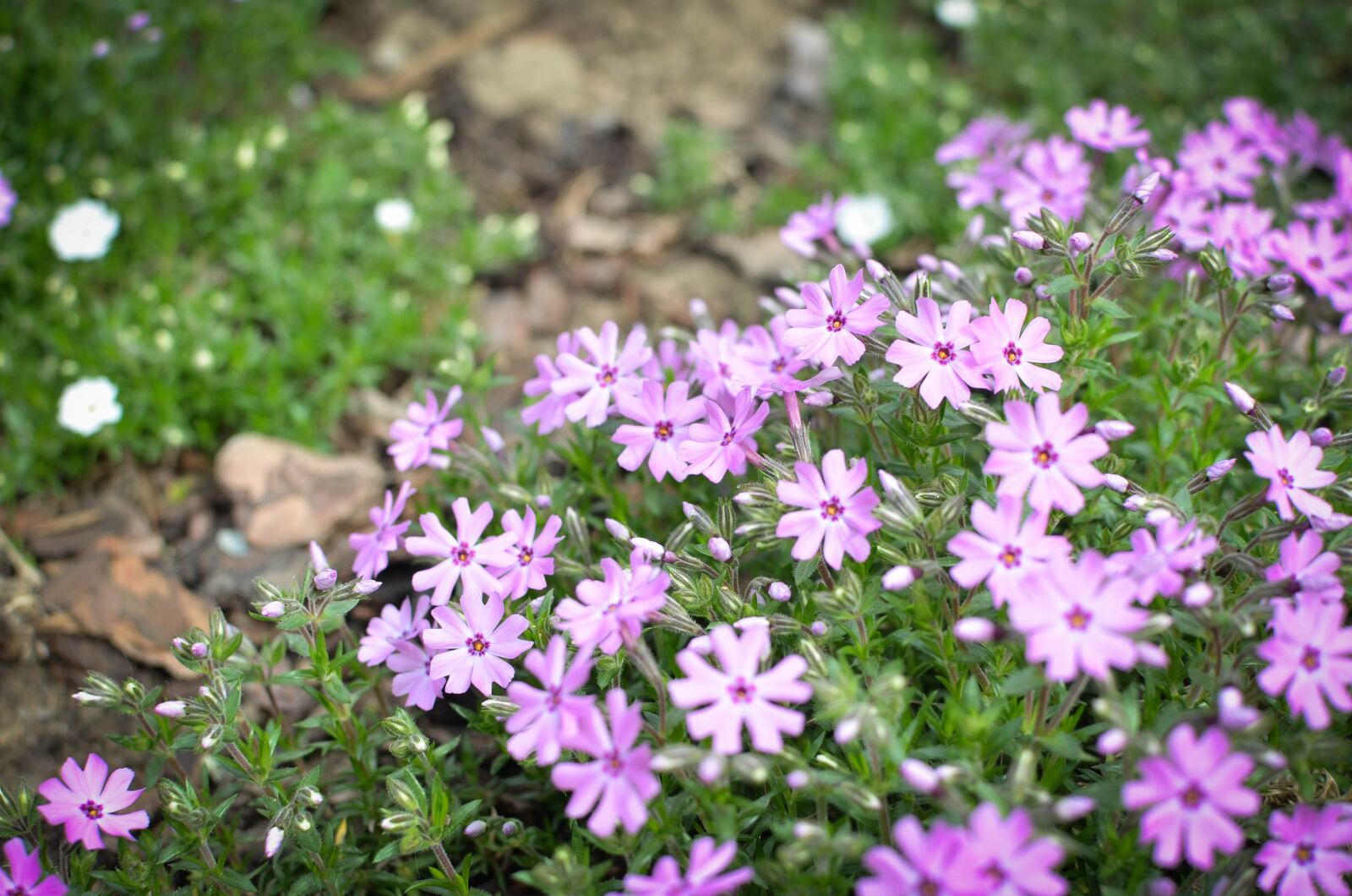 Nikon D5100 sample photo. Flowers, garden, purple flowers photography