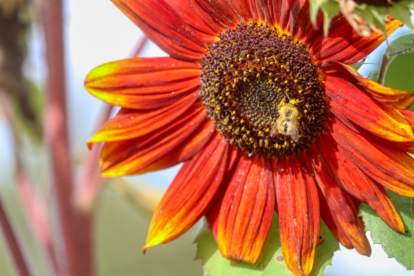 Canon EOS 80D sample photo. Sunflower, red, nature photography