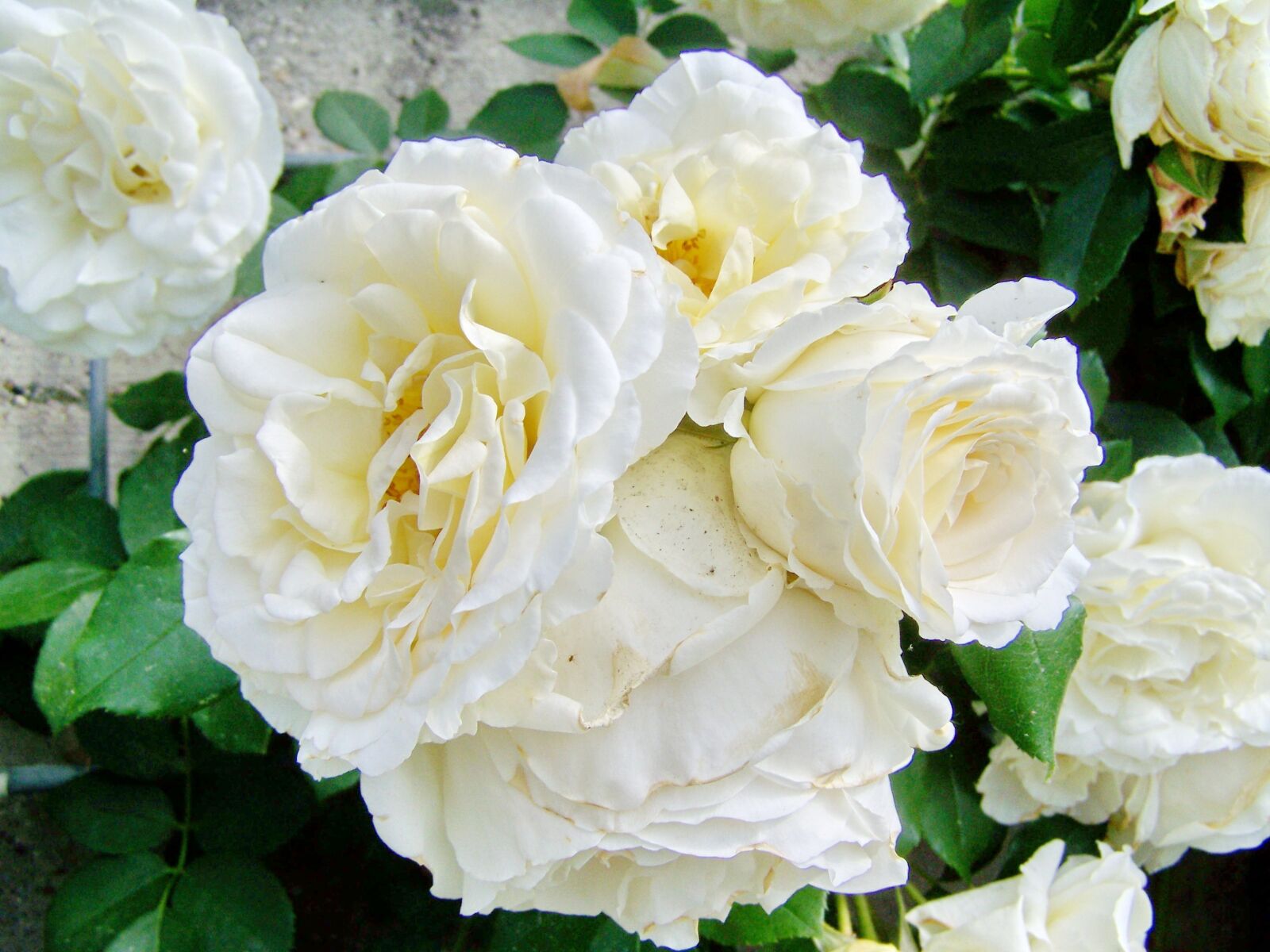 Kodak EASYSHARE ZD710 ZOOM DIGITAL CAMERA sample photo. Rose, white roses, flowering photography