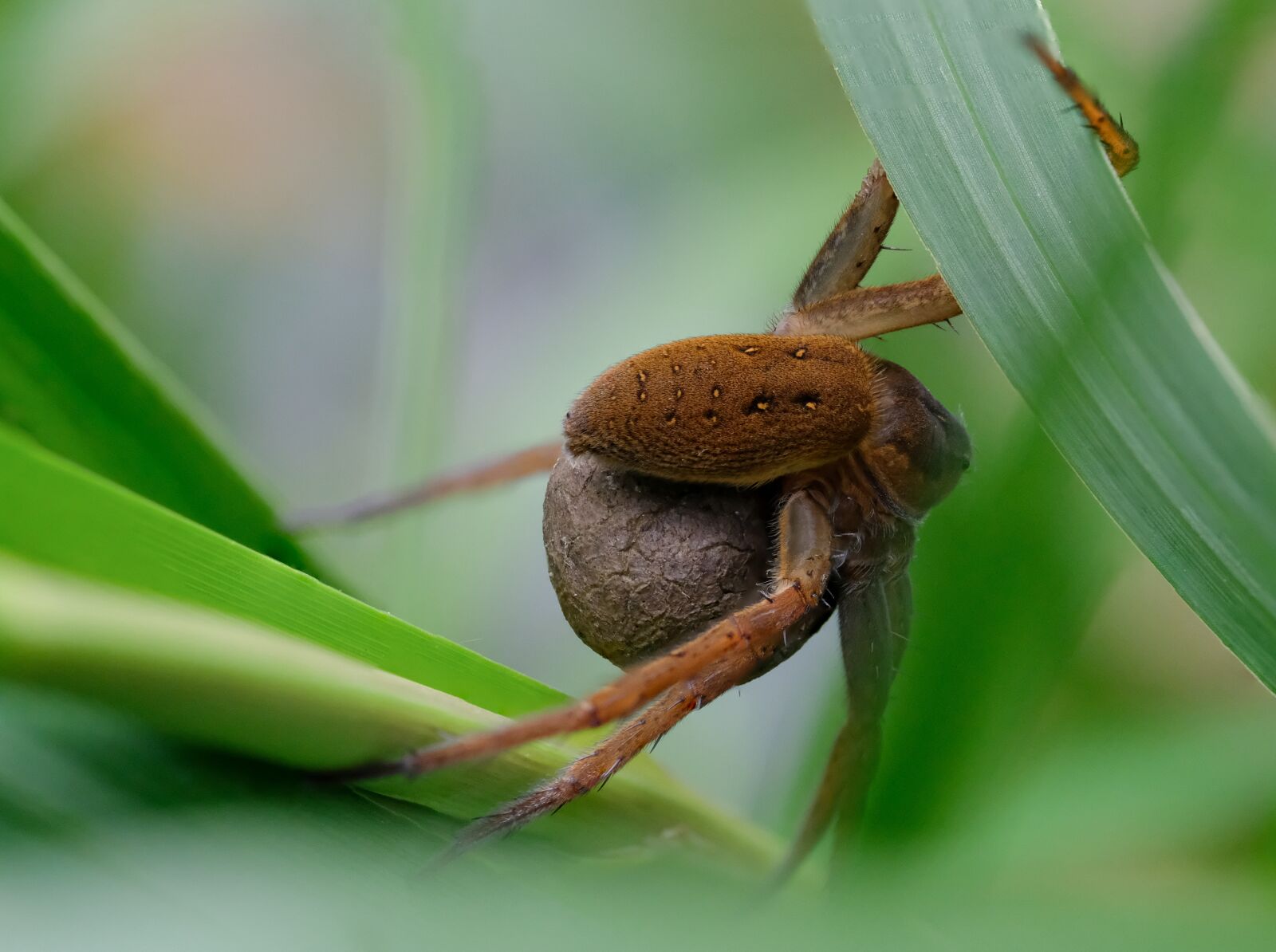 Fujifilm X-H1 sample photo. Great raft spider, dolomedes photography