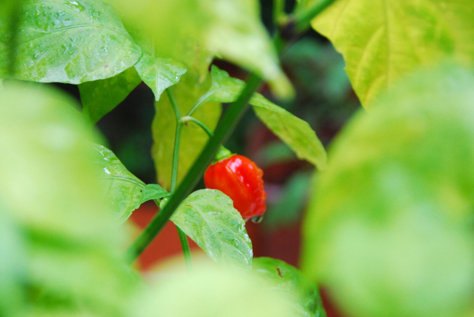 Nikon D80 sample photo. Green, floorplan, chili pepper photography