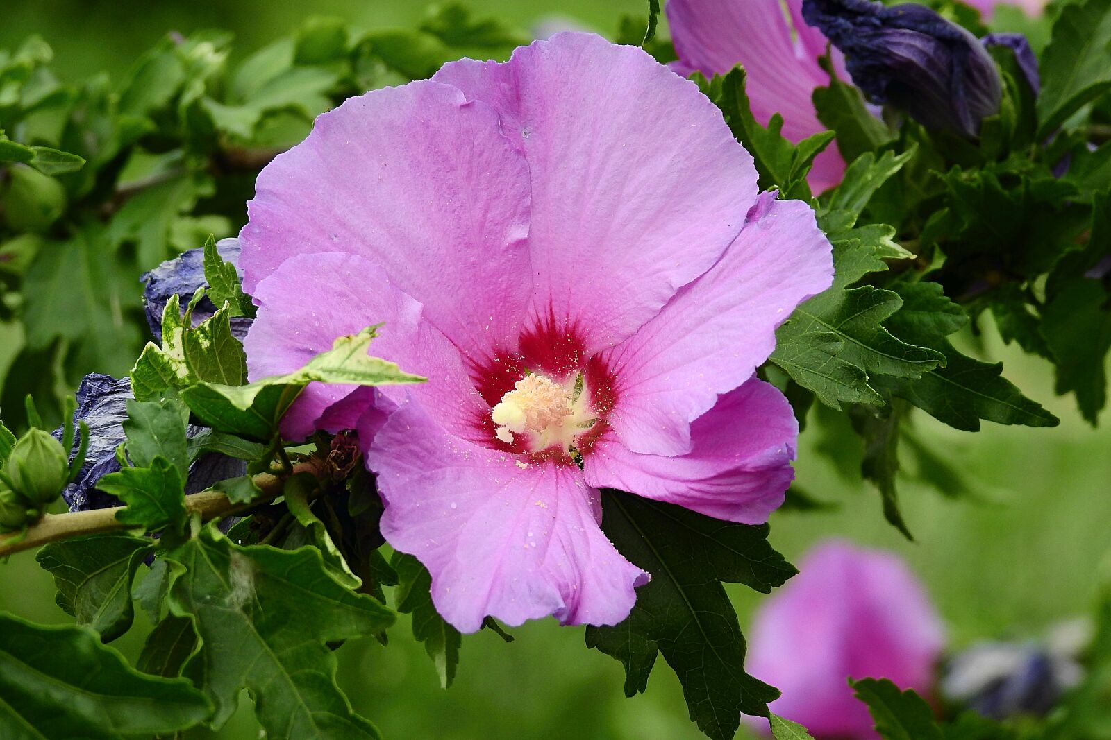 Nikon Coolpix P900 sample photo. Hibiscus, flowers, garden photography