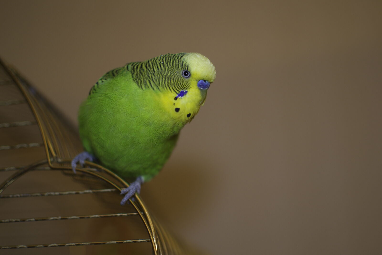 Nikon D3100 sample photo