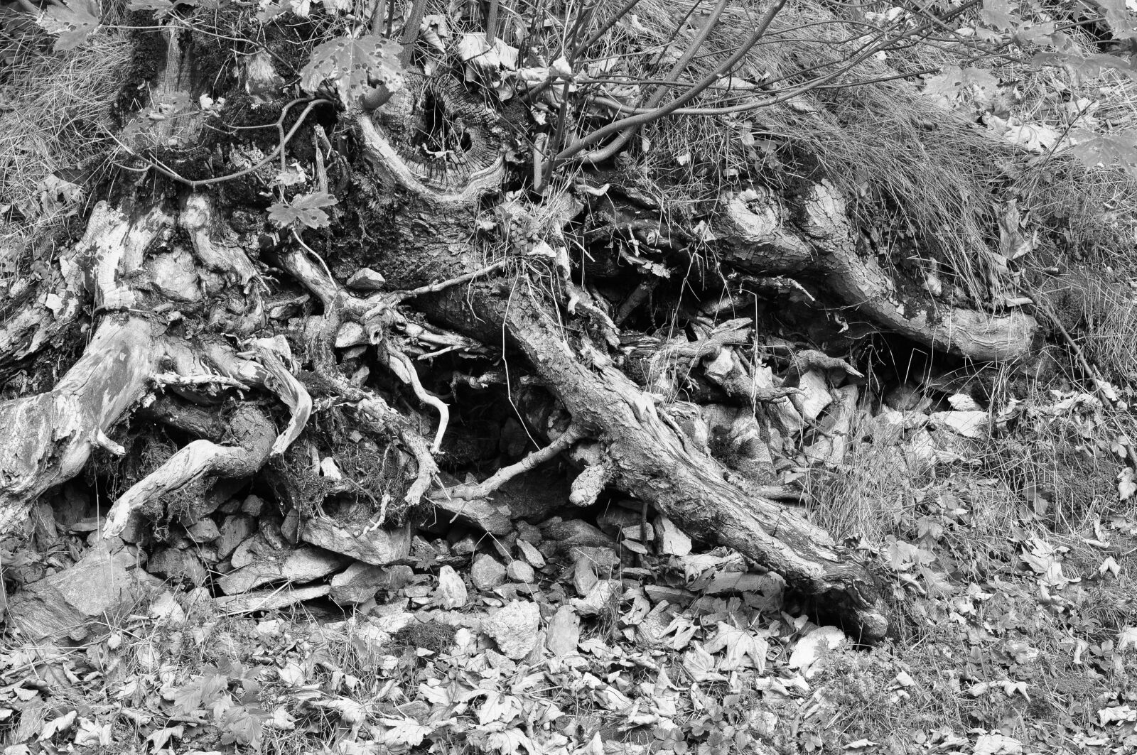 Nikon D90 sample photo. Root, stones, leaves photography