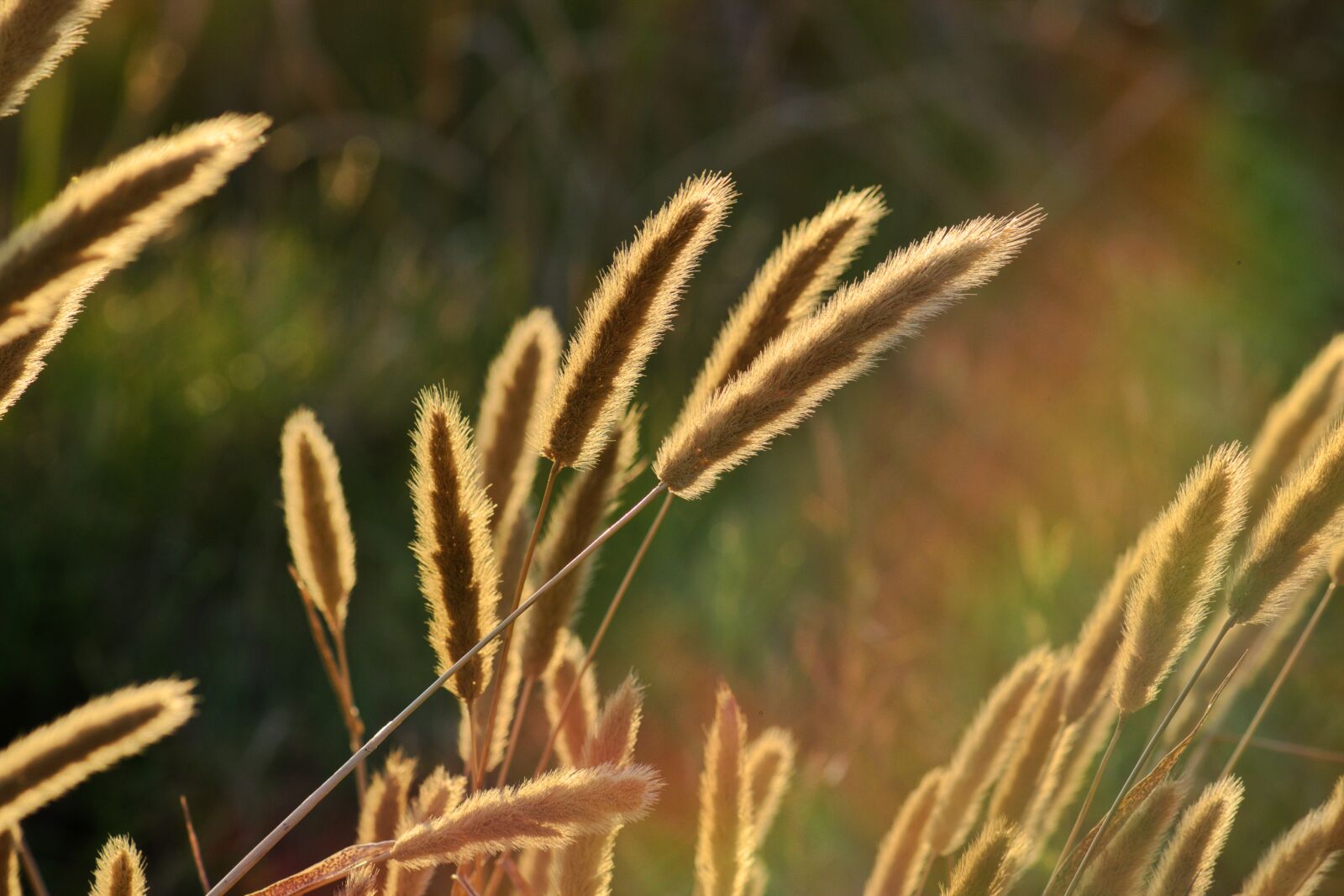 Nikon D3300 sample photo. Wild grass, sunlight, grass photography