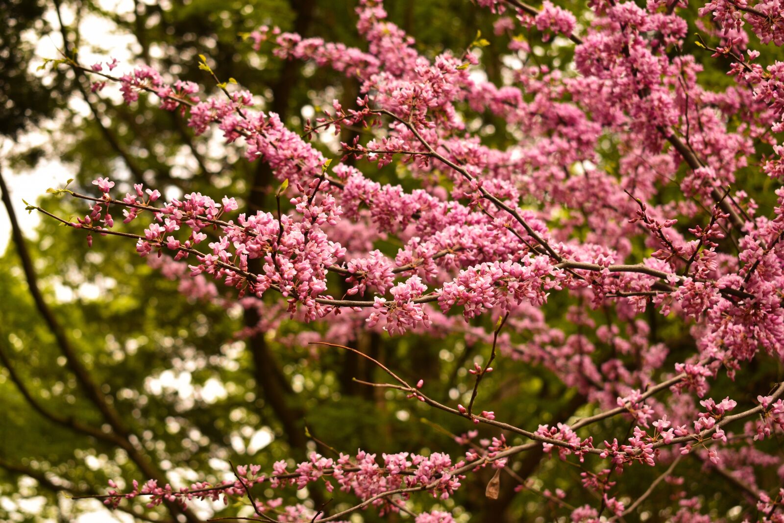 Nikon D3500 sample photo. Redbud, tree, pink photography