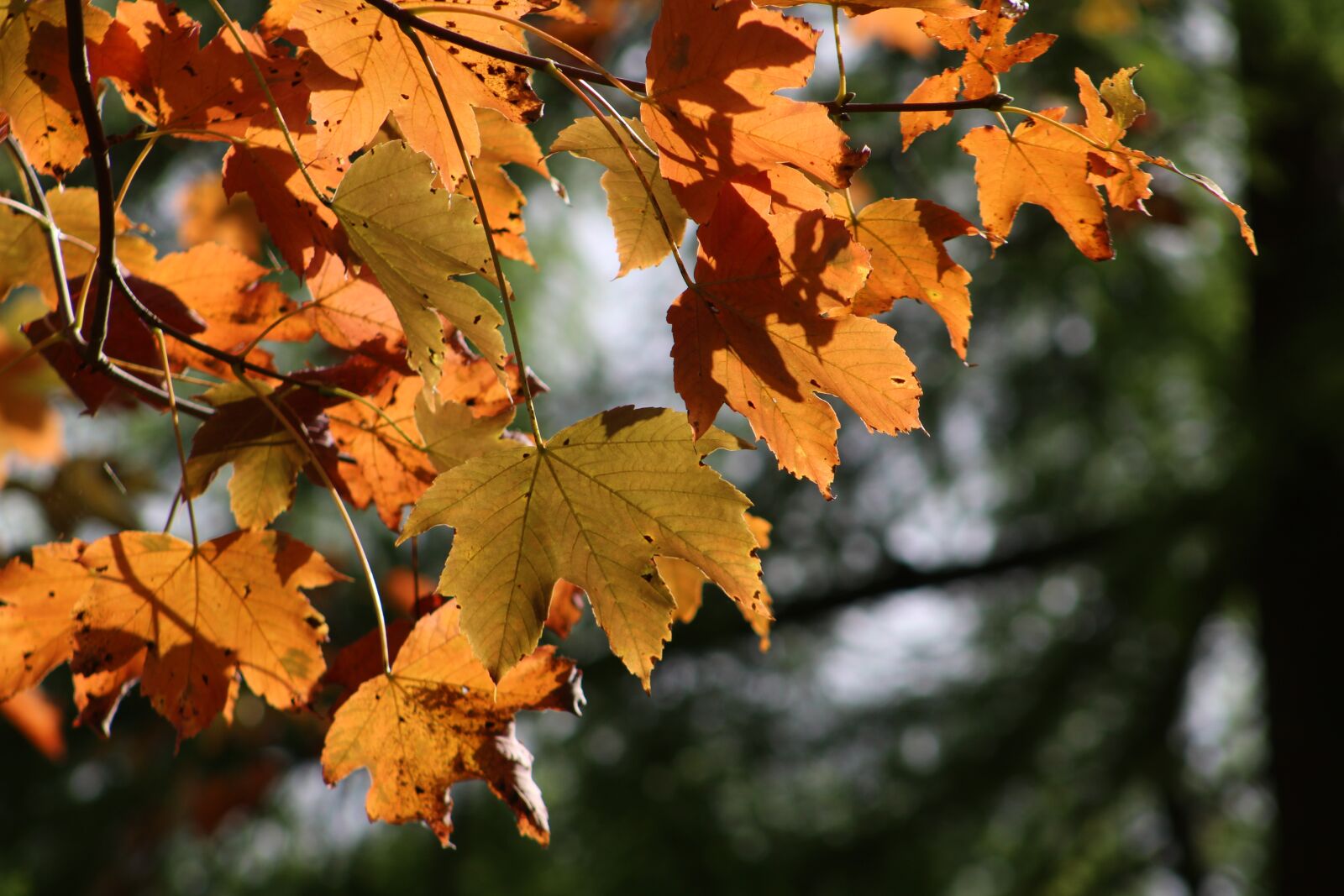 Canon EF 75-300mm f/4-5.6 sample photo. Tree, leaves, autumn photography