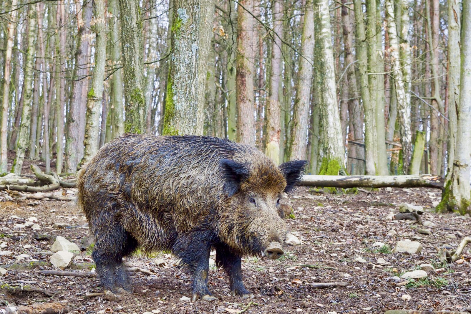 Nikon D5300 sample photo. Boar, nature, wild photography